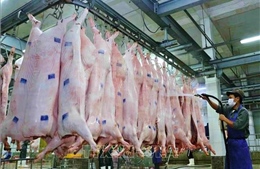 Sớm có chính sách khuyến khích thu mua lợn sạch để tiêu thụ và cấp trữ đông 