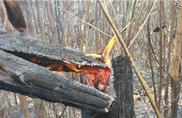 Nguy cơ cháy rừng cấp cực kỳ nguy hiểm ở 11 tỉnh