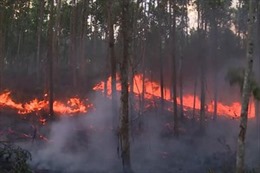  Diện tích rừng bị cháy tăng đột biến so với năm trước