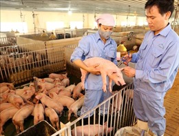 Chủ động lợn giống cho sản xuất giai đoạn 2021 - 2024