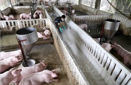 Các địa phương cần tạo điều kiện tối ưu để tăng tốc tái đàn lợn