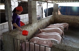 Tăng tốc tái đàn để bình ổn giá thịt lợn