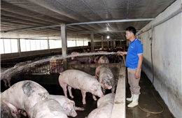 Tuyên Quang hướng tới nền nông nghiệp xanh, hiện đại và bền vững đến năm 2045