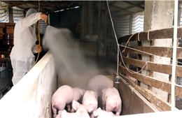 Tuyên Quang triển khai quyết liệt các giải pháp phòng chống bệnh dịch tả lợn châu Phi