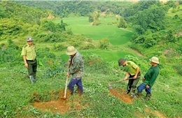 Tuyên Quang trồng mới 13.798 ha rừng tập trung&nbsp;