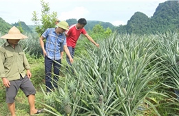 Nỗ lực giảm nghèo bền vững ở Nậm Năm