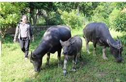 Hiệu quả từ Chương trình giảm nghèo bền vững ở Thái Nguyên