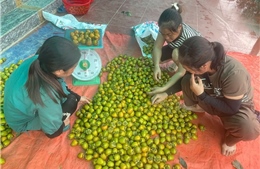 Cây đặc sản giúp nông dân vùng cao thoát nghèo