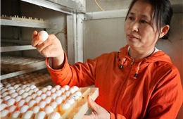 Phát triển mô hình nuôi Bồ câu Pháp giúp nông dân tăng thu nhập