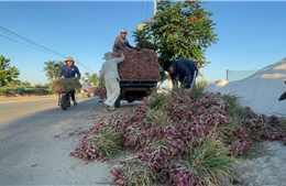 Mở lối giảm nghèo trên đảo Lý Sơn