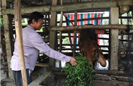 Xã Thiện Tín đột phá thoát nghèo nhờ 'luồng sinh khí' từ giáo dục nghề nghiệp