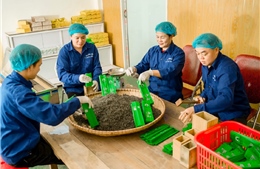 Hợp tác xã Sơn Trà: Nâng cao giá trị sản phẩm hướng đến phát triển bền vững