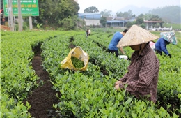 Điểm tựa giảm nghèo bền vững từ cây chè