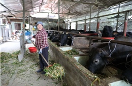 Võ Nhai phát huy lợi thế, đẩy mạnh giảm nghèo bền vững