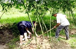 Tuyên Quang: Hướng đi mới cho phát triển nông nghiệp bền vững tại xã Phù Lưu