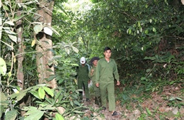 Cộng đồng ổn định cuộc sống nhờ chính sách chi trả dịch vụ môi trường rừng