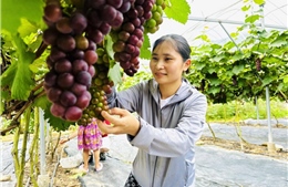 Phụ nữ vùng cao 'cầm tay chỉ việc' giúp nhau vươn lên
