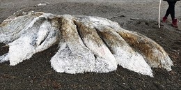 Xác ‘quái vật biển không đầu’ dạt vào bờ biển Nga