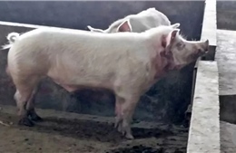 Lợn ‘sát thủ’ xổng chuồng, tấn công người tử vong