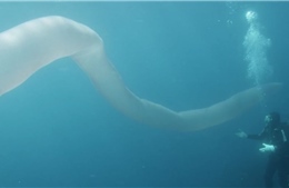 Thợ lặn &#39;chết ngất&#39; khi nhìn thấy giun biển khổng lồ dài 8m