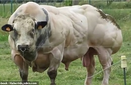 Hãi hùng bò đột biến gien, cơ bắp nổi cuộn như lực sĩ