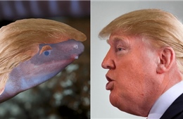 Tại sao một loài giun mới lại được đặt tên là Donald Trump?