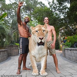 Sửng sốt trước ‘quái thú’ nửa hổ, nửa sư tử nặng 319kg 