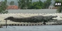Cá sấu khổng lồ lên mái nhà nằm trong trận lụt tại Ấn Độ