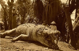 Người phụ nữ tiêu diệt con cá sấu lớn nhất Australia