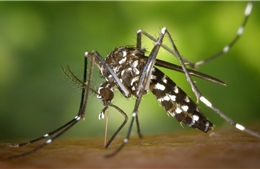 Kế hoạch thả muỗi biến đổi gen chống Zika phản tác dụng