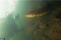 Lạnh gáy cảnh thợ lặn đối mặt trăn Anaconda xanh dài 7 mét 