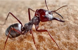 Kỳ lạ loài kiến nhanh nhất thế giới, mỗi giây chạy được 1 mét