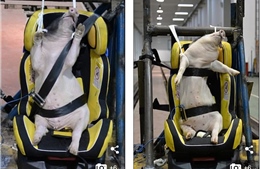 Phẫn nộ cảnh dùng lợn sống làm hình nộm thử tai nạn xe hơi tại Trung Quốc  