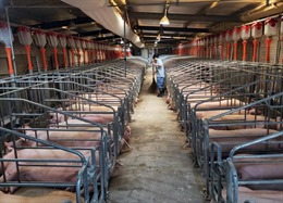 Khủng hoảng thịt lợn khiến lạm phát Trung Quốc cao nhất 6 năm