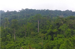 Ý tưởng trả tiền để các nước ngừng phá rừng đang phát huy hiệu quả