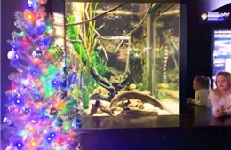 Xem lươn điện thắp sáng cây thông Noel