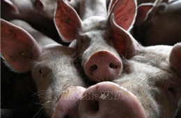 Tội phạm Trung Quốc lây lan dịch tả lợn châu Phi để ép giá người nuôi