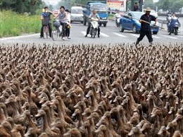 Đội quân 100.000 con vịt đón ‘bão’ châu chấu tại biên giới Trung Quốc