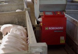 Robot cho lợn ăn đắt hàng mùa COVID-19