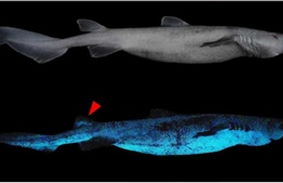 Phát hiện 3 loài cá mập phát sáng dưới biển sâu
