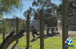 Video ông bố bế con nhỏ trèo vào chuồng thú, bị voi đuổi sát nút