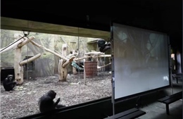 Đóng cửa vì COVID-19, sở thú Séc chiếu hình cho tinh tinh xem giải khuây