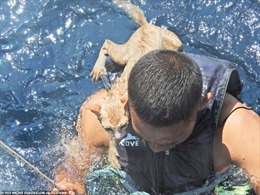 Hải quân Thái Lan vượt biển cứu mèo khỏi tàu đắm