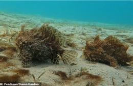 Video loài cá ‘lông lá’ kỳ lạ đi bộ dưới đáy biển 