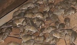 ‘Đại dịch chuột&#39; lan khắp Australia có thể kéo dài 2 năm