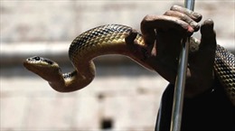 Người đàn ông bị bắt vì quay clip, tuyên truyền ăn rắn sống chống COVID-19