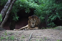 Lần đầu tại Ấn Độ, 8 con sư tử mắc COVID-19 