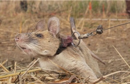 ‘Anh hùng chuột’ dò mìn ở Campuchia nghỉ hưu