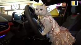 &#39;Nàng mẫu&#39; mèo làm chao đảo thị trường xe hơi Trung Quốc