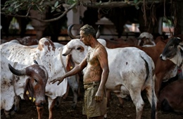 Ấn Độ truy lùng băng nhóm lấy trộm gần 1 tấn phân bò